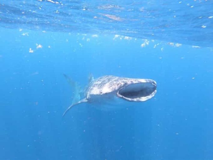 Cancun: Whale Shark Snorkeling Adventure Tour - Frequently Asked Questions