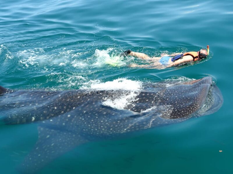 Cancun: Whale Shark Snorkeling Experience - Key Points