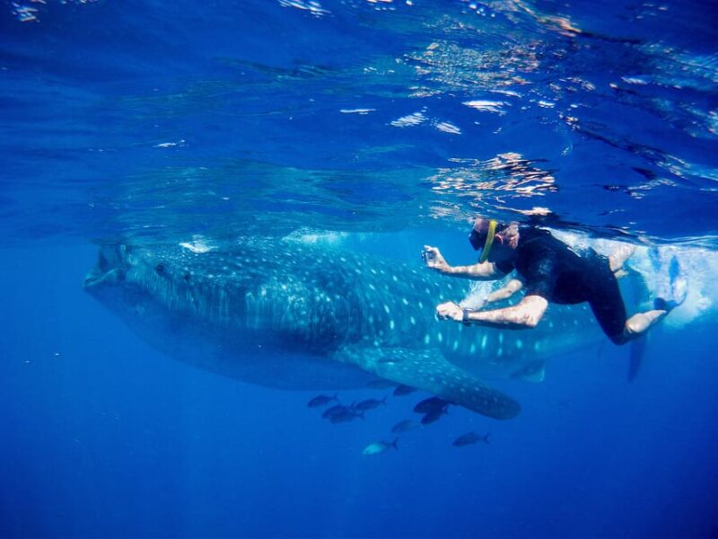 Cancun: Whale Shark Snorkeling Experience - Transportation and Pickup