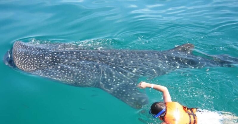 Cancun: Whale Shark Snorkeling Experience - Whale Shark Encounter