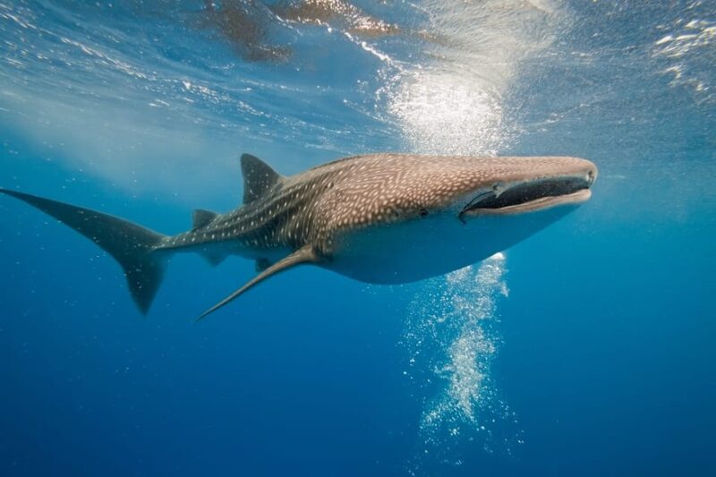 Cancun: Whale Shark Snorkeling Experience - Boat Amenities and Safety