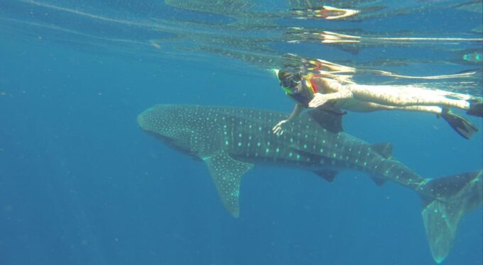 Cancun: Whale Shark Snorkeling Experience - Inclusion and Requirements