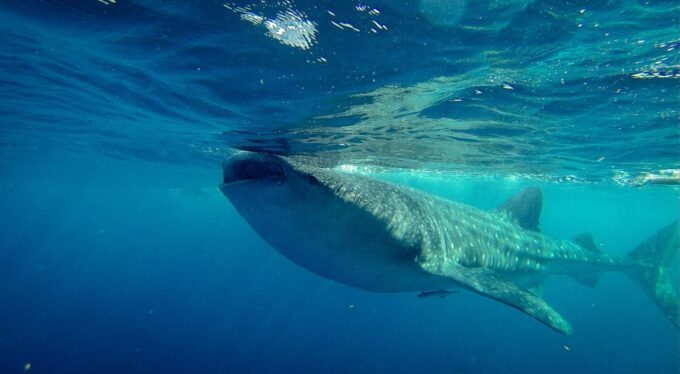 Cancun: Whale Shark Snorkeling Experience - What to Bring