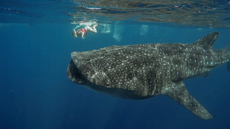 Cancun Whale Shark Swimming Adventure - Key Points