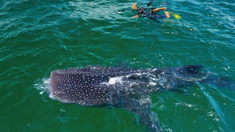 Cancun Whale Shark Swimming Adventure - Itinerary and Experience