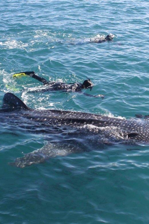 Cancun Whale Shark Swimming Adventure - Inclusions and Amenities
