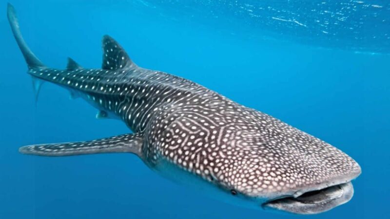 Cancun Whale Shark Swimming Adventure - Important Information
