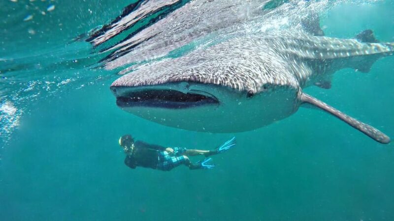 Cancun Whale Shark Swimming Adventure - Wildlife and Sightings