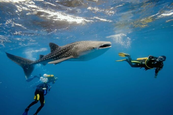 Cancun Whale Shark Swimming Adventure - What to Expect