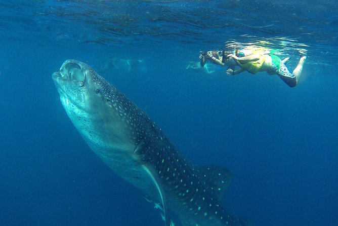 Cancun Whale Shark Tour With Transportation - Included in the Tour