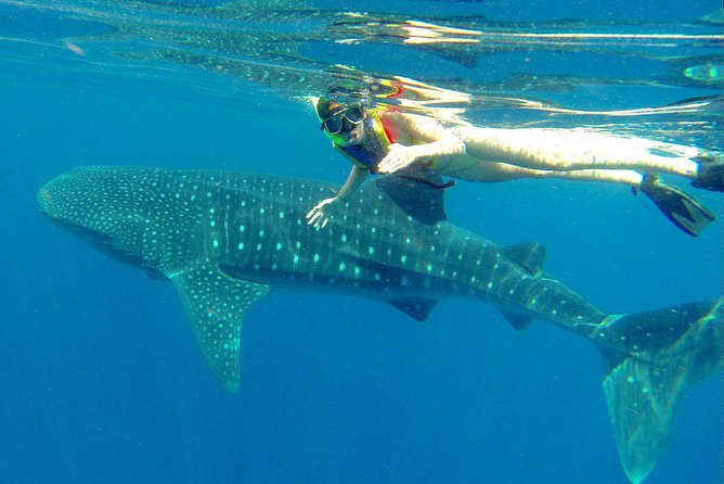 Cancun Whale Shark Tour With Transportation - Meeting and Pickup Details