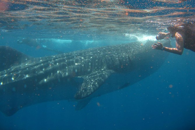 Cancun Whale Shark Tour With Transportation - Tour Restrictions