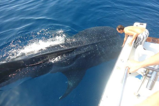 Cancun Whale Shark Tour With Transportation - Customer Feedback Highlights