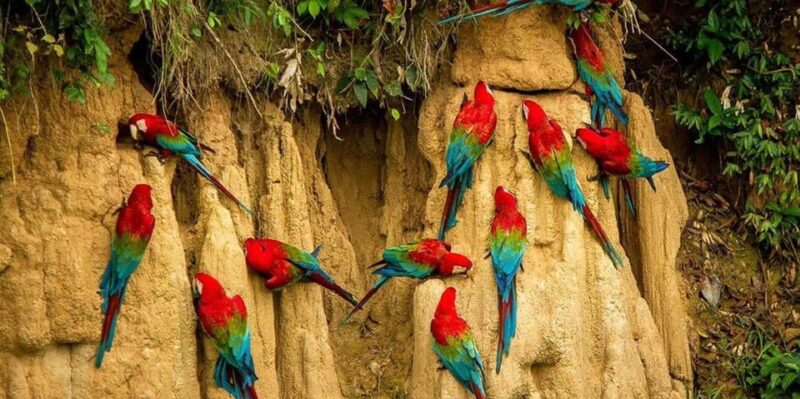 CANDAMO MAMMALS EXCURSION 5D/4N PRIVATE - Key Points