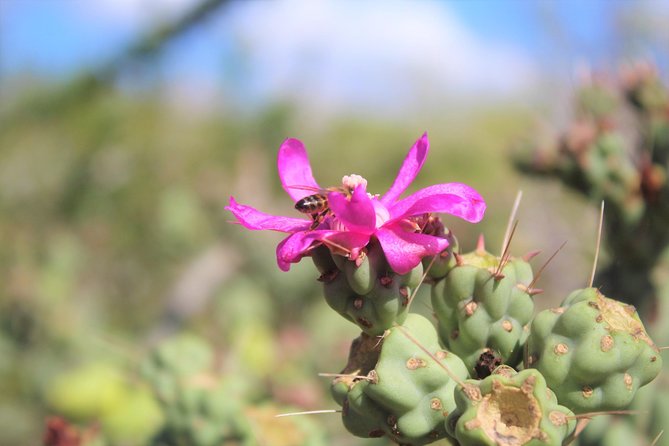 Candelaria Village Desert & Beach ATV Tour - Pickup and Drop-off Information