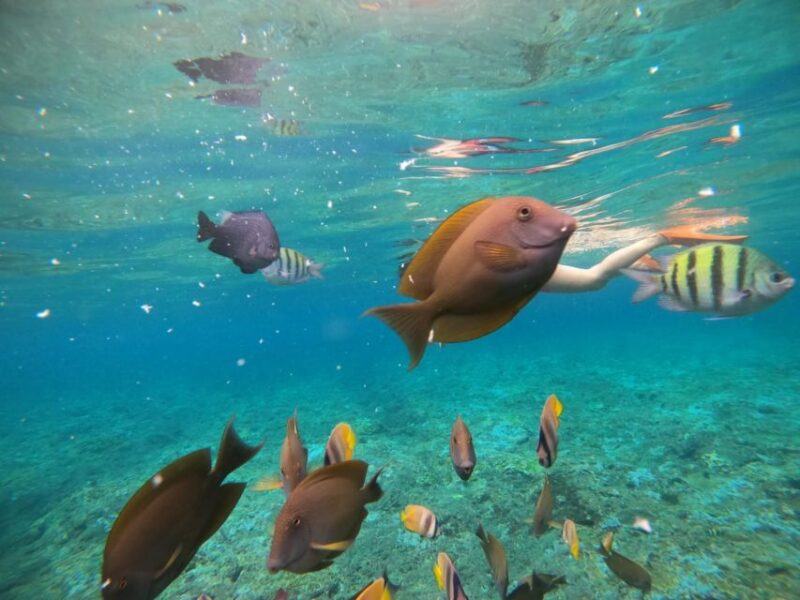 Candidasa : Best of Snorkling Blue Lagoon & Tanjung Jepun - Highlights and Experience