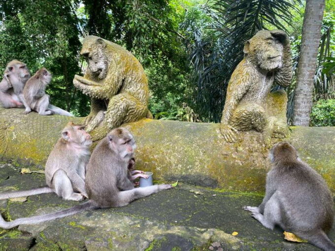 Canggu: Rice Terrace, Monkey Forest, Temple, & Waterfall - Pricing and Availability