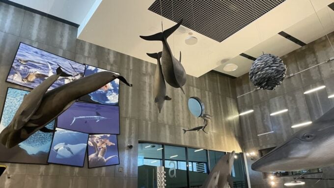 Caniçal: Madeira Whale Museum Entry Ticket and Private Tour - Accessibility and Special Needs