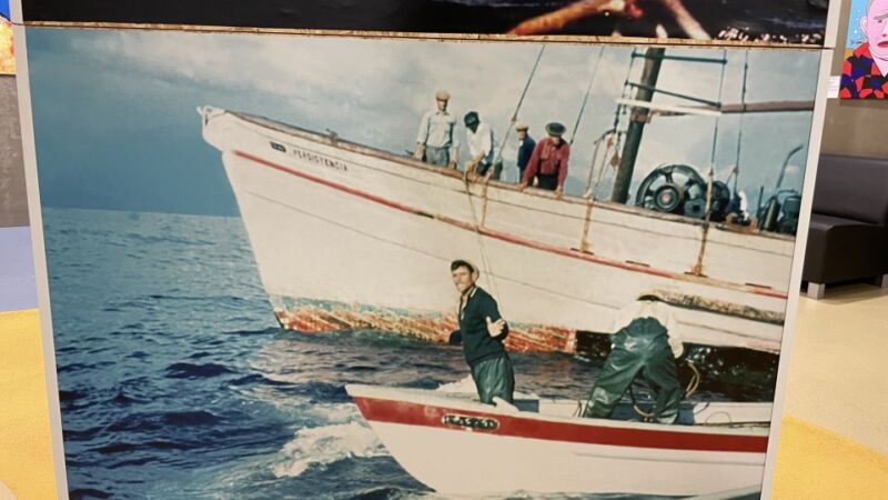 Caniçal: Madeira Whale Museum Entry Ticket and Private Tour - Transportation and Guide Services