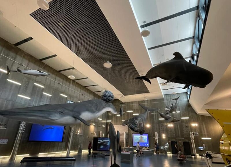 Caniçal: Madeira Whale Museum Entry Ticket - Key Points