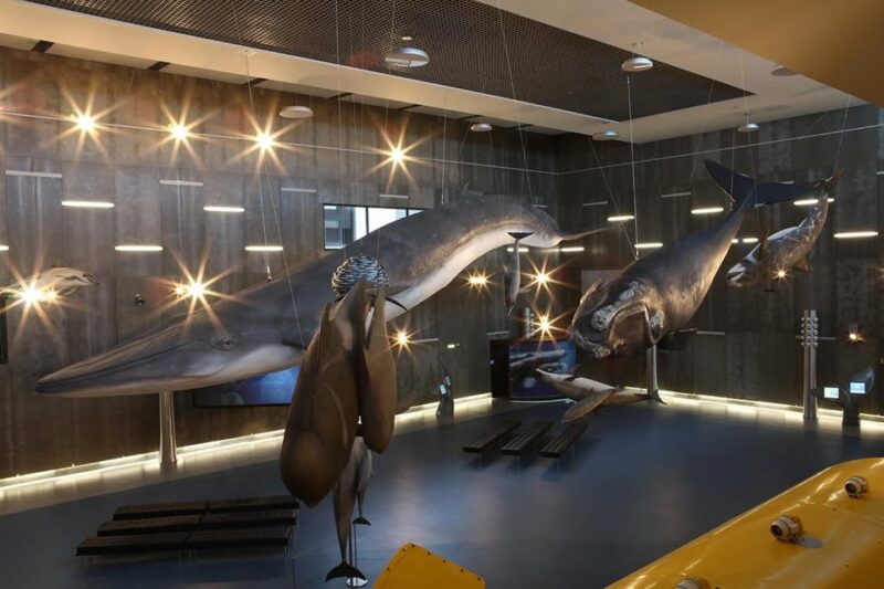 Caniçal: Madeira Whale Museum Entry Ticket - Museum Location and History