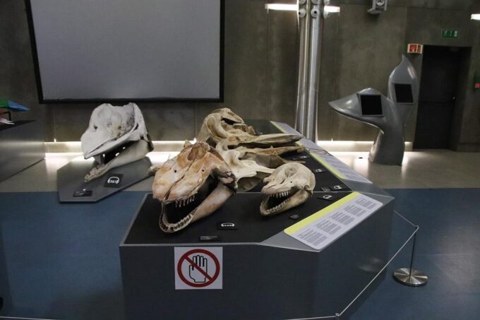 Caniçal: Madeira Whale Museum Entry Ticket - Temporary Exhibitions and Scheduling