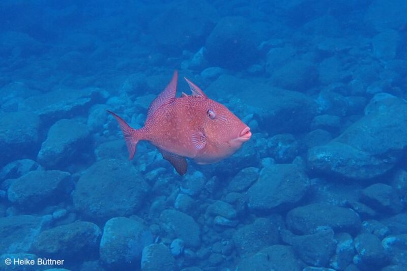 Caniço: Garajau Nature Reserve Guided Snorkeling Tour - Pricing and Inclusions