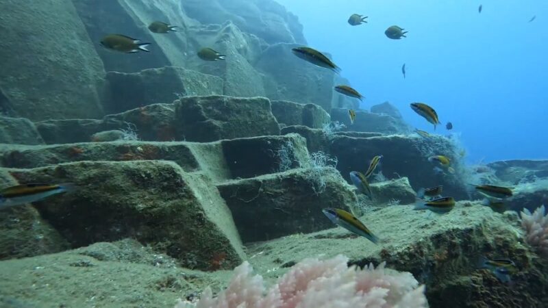 Caniço: Garajau Nature Reserve Guided Snorkeling Tour - Highlights of the Experience