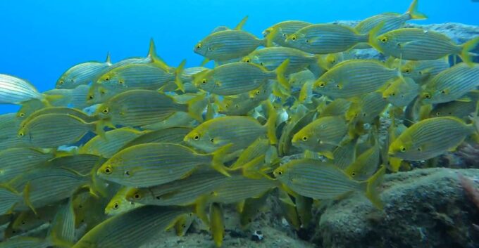 Caniço: Garajau Nature Reserve Guided Snorkeling Tour - Meeting Point and Transportation