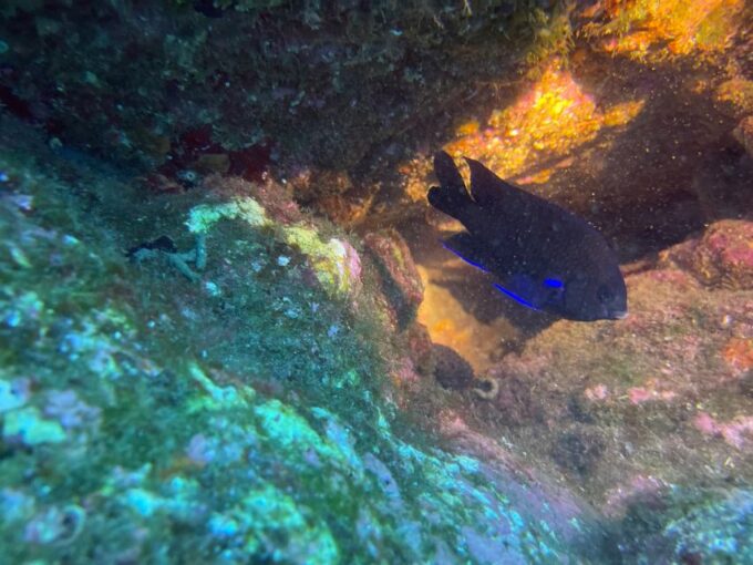 Caniço: Garajau Nature Reserve Guided Snorkeling Tour - Customer Reviews