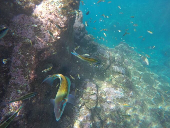 Caniço: Garajau Nature Reserve Guided Snorkeling Tour - Frequently Asked Questions