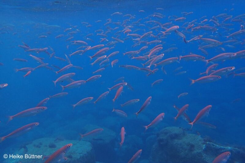 Caniço: Garajau Nature Reserve Guided Snorkeling Tour - Marine Life Encounters