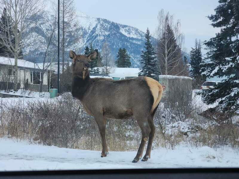 Canmore/Banff: Explore Banff & Wildlife - In-Depth Look at the Experience