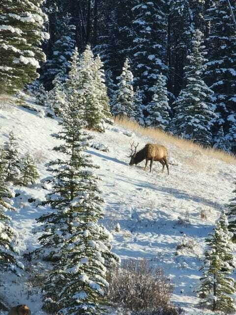 Canmore/Banff: Explore Banff & Wildlife - Who Will Love This Tour?