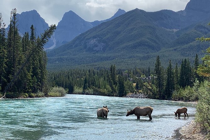 Canmore: Cowboys and Coal Miners - Local History Tour (1.5hrs) - Additional Tour Information