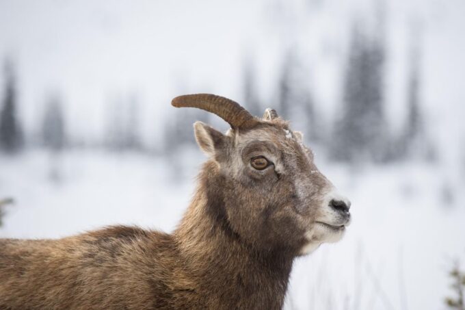 Canmore: NEW - Famous Mountains / Photo Safari Drive - 4hrs - Wildlife Viewing Opportunities