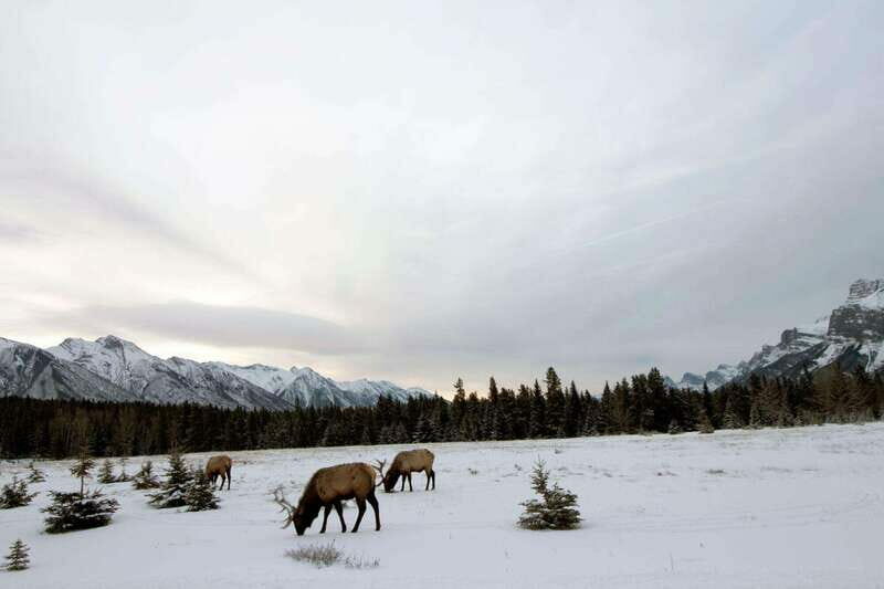 Canmore: The Winter Wonderland Hiking Tour + Transportation - Why This Tour Stands Out