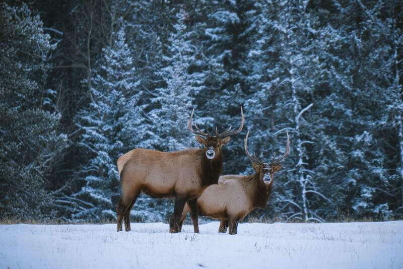 Canmore: The Winter Wonderland Hiking Tour + Transportation - Frequently Asked Questions