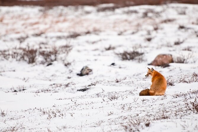 Canmore: Wilderness & Wildlife Hiking Tour - 3hrs - Traveler Considerations