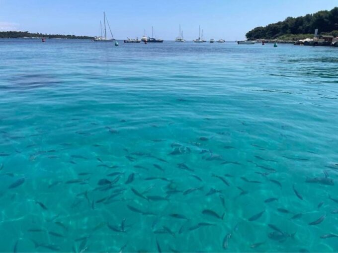 Cannes: Boat Trip Without a License to the Lerins Islands - Discovering Saint-Honorat Island
