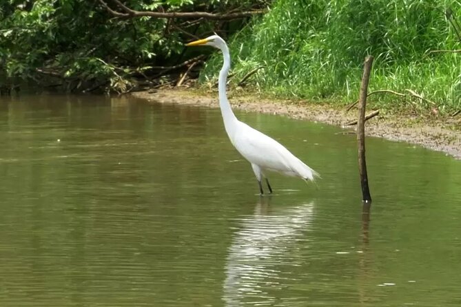 Caño Negro Eco Safari Boat Tour - What to Expect