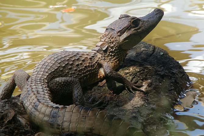 Caño Negro Wetlands by Boat|Small Groups 8 Max - Tour Duration and Group Size