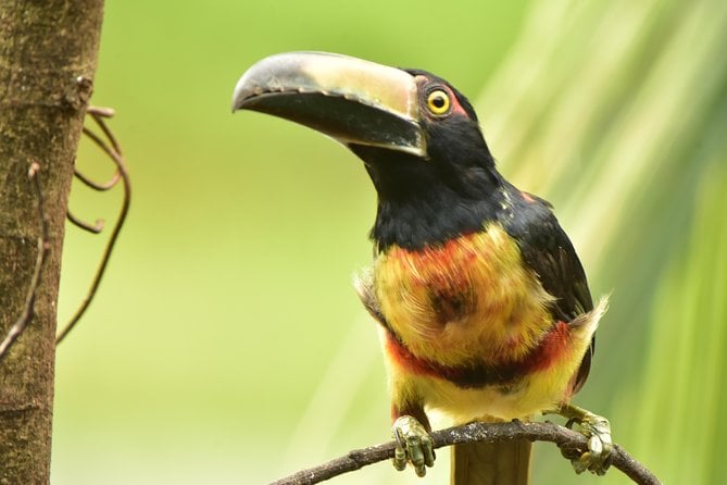 Caño Negro Wetlands by Boat|Small Groups 8 Max - Meeting and Pickup Details