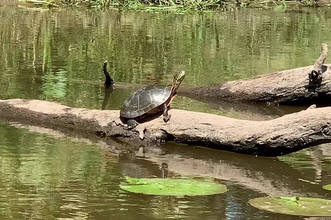 Canoe/Kayak Day Tour of Mississippi Wildlife & Fish Refuge - Safety Precautions and Guidelines