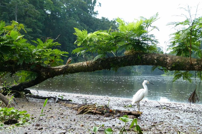 Canoe Tour in Tortuguero National Park - Traveler Experiences