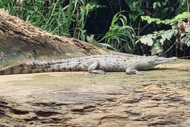 Canoe Tour in Tortuguero National Park - Exploring Tortuguero National Park