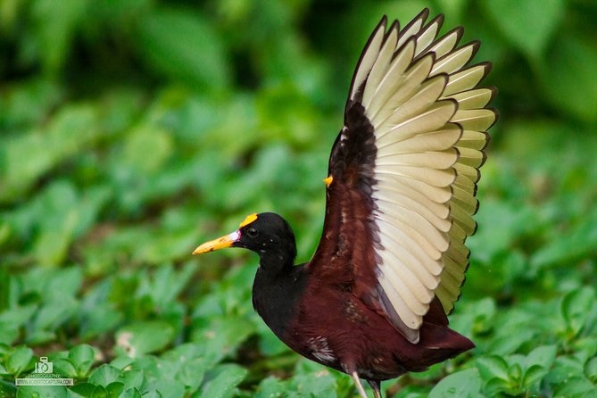 Canoe Tour in Tortuguero National Park - Whats Included in the Tour
