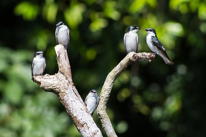 Canoe Tour in Tortuguero National Park - Wildlife Sightings and Potential Encounters
