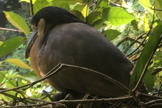 Canoe Tour Through Parque N. Tortuguero in Français, English, Español , Dutch - Reservation and Cancellation Policy