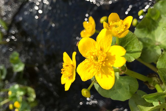 Canoe Trip in Lapland - Safety Considerations and Requirements